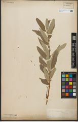 Foto von Salix L.